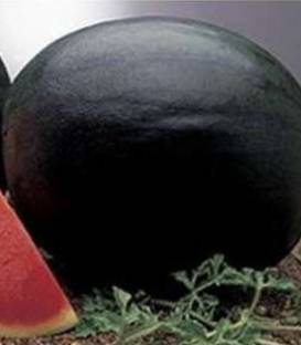 Pepeni verzi - Perla Negra f1 (1000 sem)