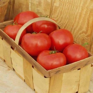 Tomate - Seminte de tomate RED BOUNTY F1