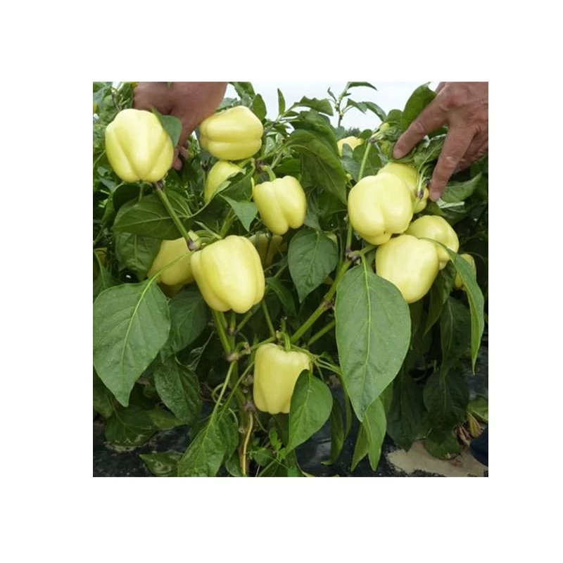 Seminte legume profesionale - Seminte ardei gras Bernita F1 1000 sem