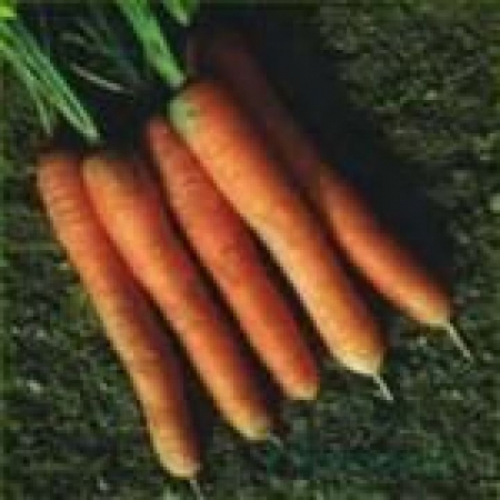 MORCOVI - Seminte de morcovi Nantes 2 50 g