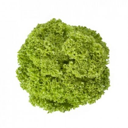 Salata - Seminte de salata Lungano F1 1000 sem Drajata