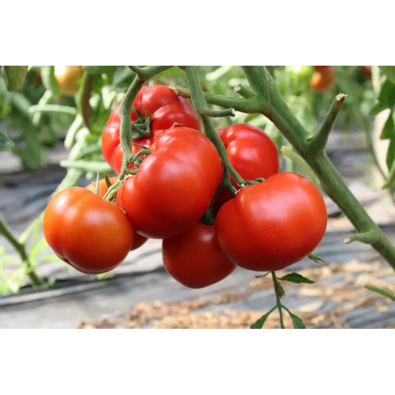 Semideterminate - Seminte de Tomate Devonet 500 seminte
