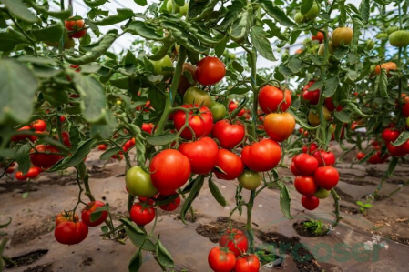 Semideterminate - Seminte de Tomate Dominet 500 seminte