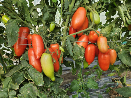 Tomate - Seminte de tomate Giulietta F1 250 SEM