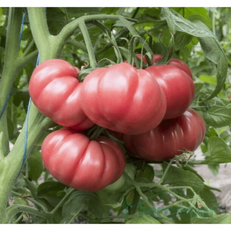 Nedeterminate - Seminte de tomate HB101153 250 SEM