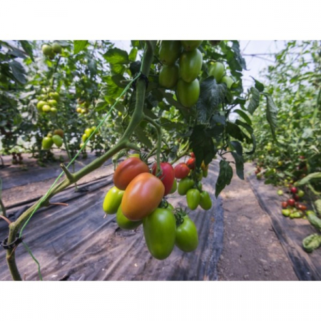 Nedeterminate - Seminte de tomate Kongo f1 250 sem
