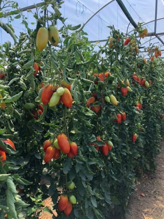 Nedeterminate - Seminte de tomate prunisoara Mirely f1 250 sem