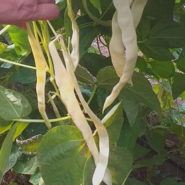 Fasole urcatoare - SEMINTE FASOLE TUBA 1 KG