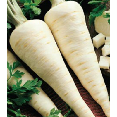 Seminte legume semiprofesionale - Seminte patrunjel radacina Atika 100 G