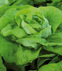 Salata - Salata Mafalda (10.000 sem)