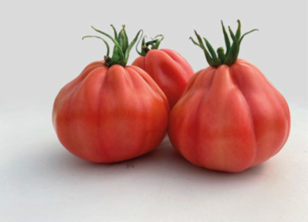 Seminte tomate Barairo F1 ( UGI 5426-19) 250 sem [3]