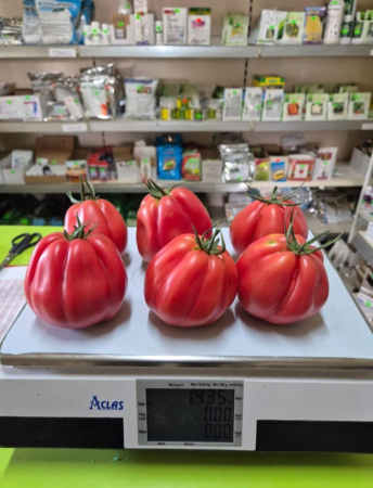Seminte tomate Barairo F1 ( UGI 5426-19) 250 sem [2]