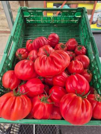 Nedeterminate - Seminte tomate Barairo F1 ( UGI 5426-19) 250 sem