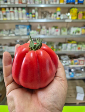 Seminte tomate Barairo F1 ( UGI 5426-19) 250 sem [4]