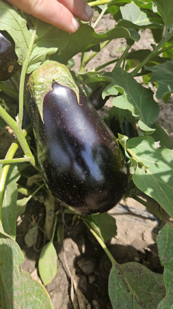 Seminte vinete Benal F1 1000 sem [3]