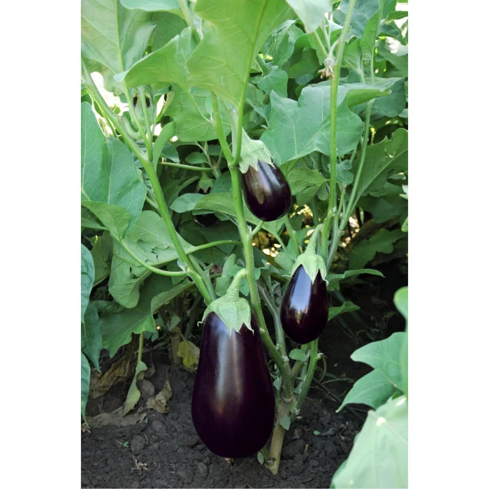 Vinete - Seminte vinete Benal F1 1000 sem