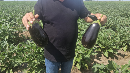 Seminte vinete Benal F1 1000 sem [2]