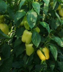 Produse - Ardei gras Silverado F1 (1000 sem)