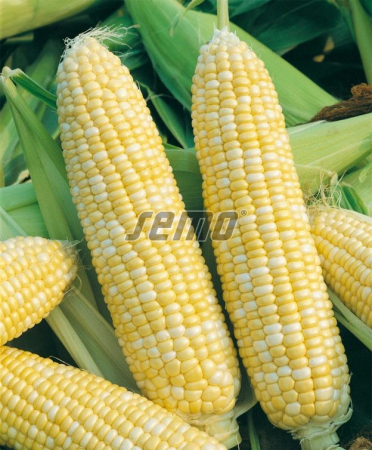 Porumb zaharat - Ramondia f1 (1 kg) -Porumb bicolor
