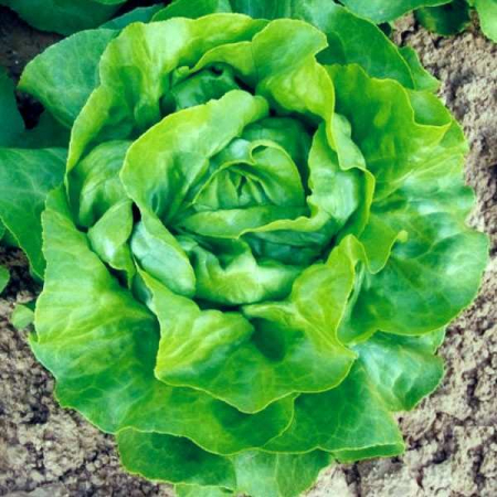 Salata - Seminte de salata TOUAREG 1000 SEM DRAJATA