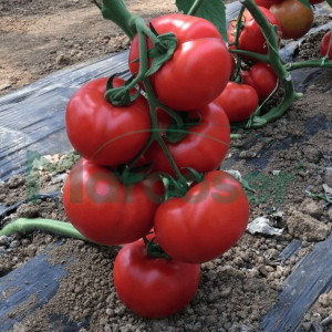 Tomate - Seminte de tomate Vitara F1 (1000 sem)