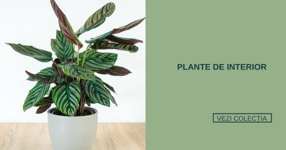 Plante de interior