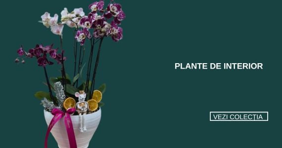 Plante de interior
