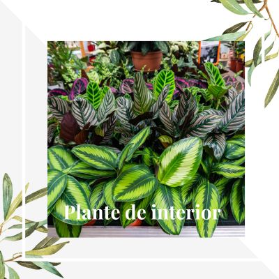 Aranjamente cu plante de interior