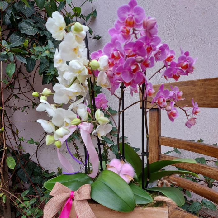 Aranjament cu orhideea Phalaenopsis [3]