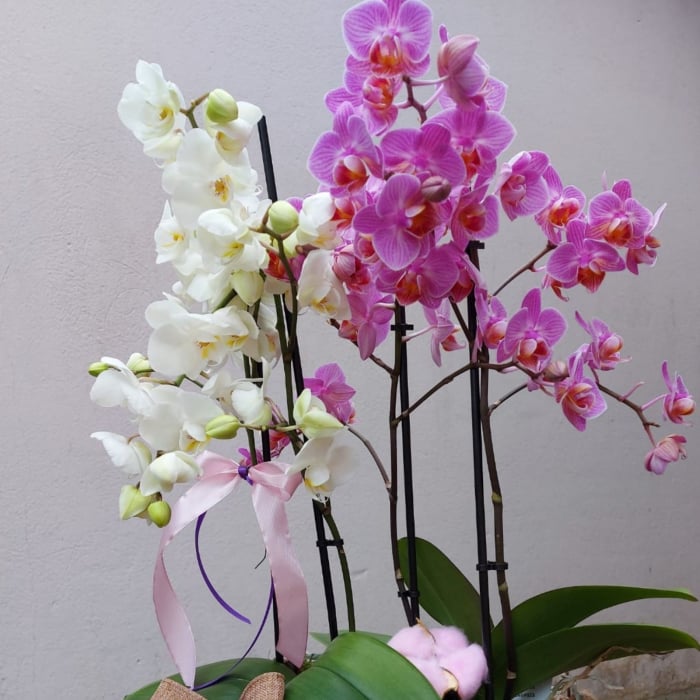 Aranjament cu orhideea Phalaenopsis [4]