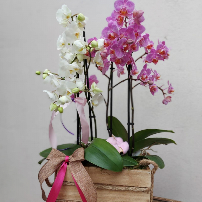 Aranjament cu orhideea Phalaenopsis [2]