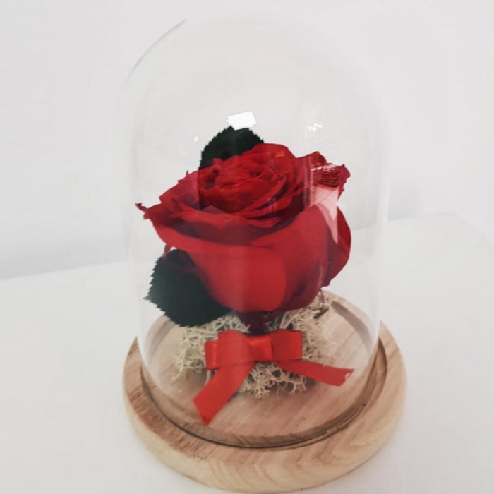 Trandafiri criogenat în cupola mică [3]