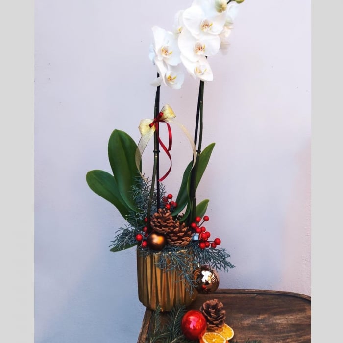 Orhideea Phalaenopsis în vas ceramic [2]