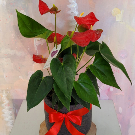 Anthurium în vas ceramic [1]