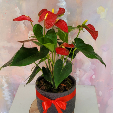 Home Decor - Anthurium în vas ceramic