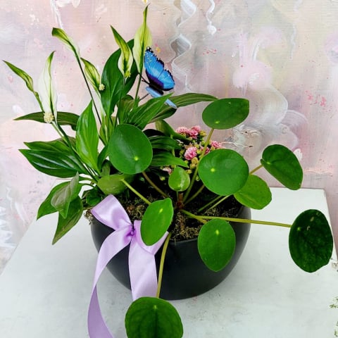La mulți ani! - Aranjament cu plante naturale