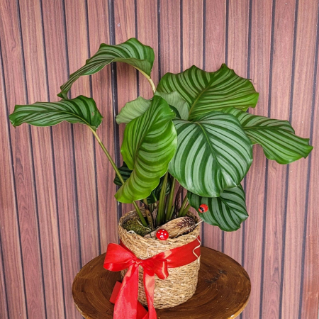 Calathea orbifolia [1]