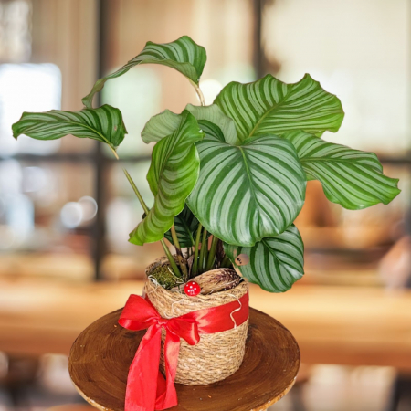 Home Decor - Calathea orbifolia