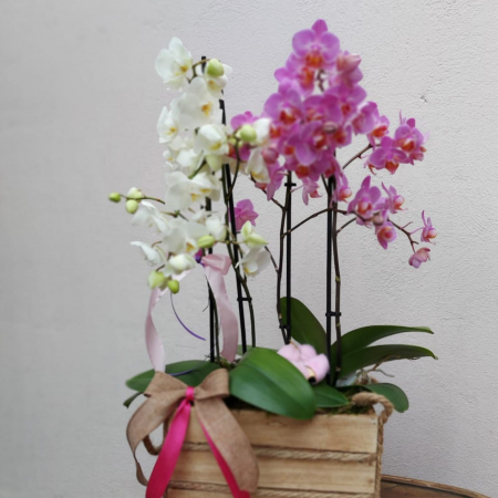 Aranjament cu orhideea Phalaenopsis [0]