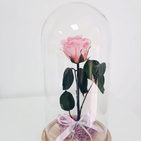 Trandafiri criogenat cu tijă în cupolă [3]