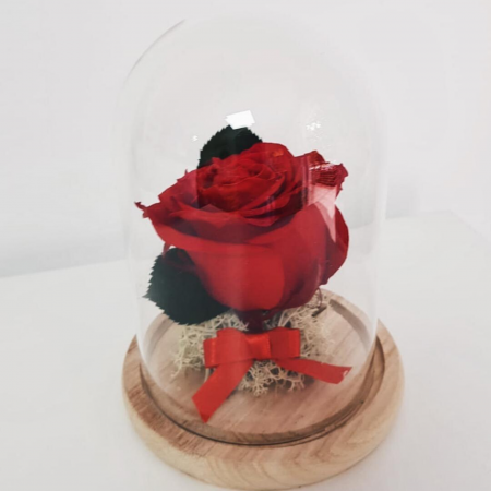 Trandafiri criogenat în cupola mică [2]