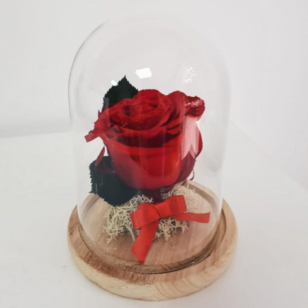 Trandafiri criogenat în cupola mică [1]