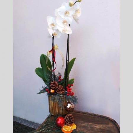 La mulți ani! - Orhideea Phalaenopsis în vas ceramic