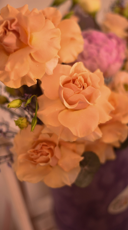 Purple for Josephina [3]
