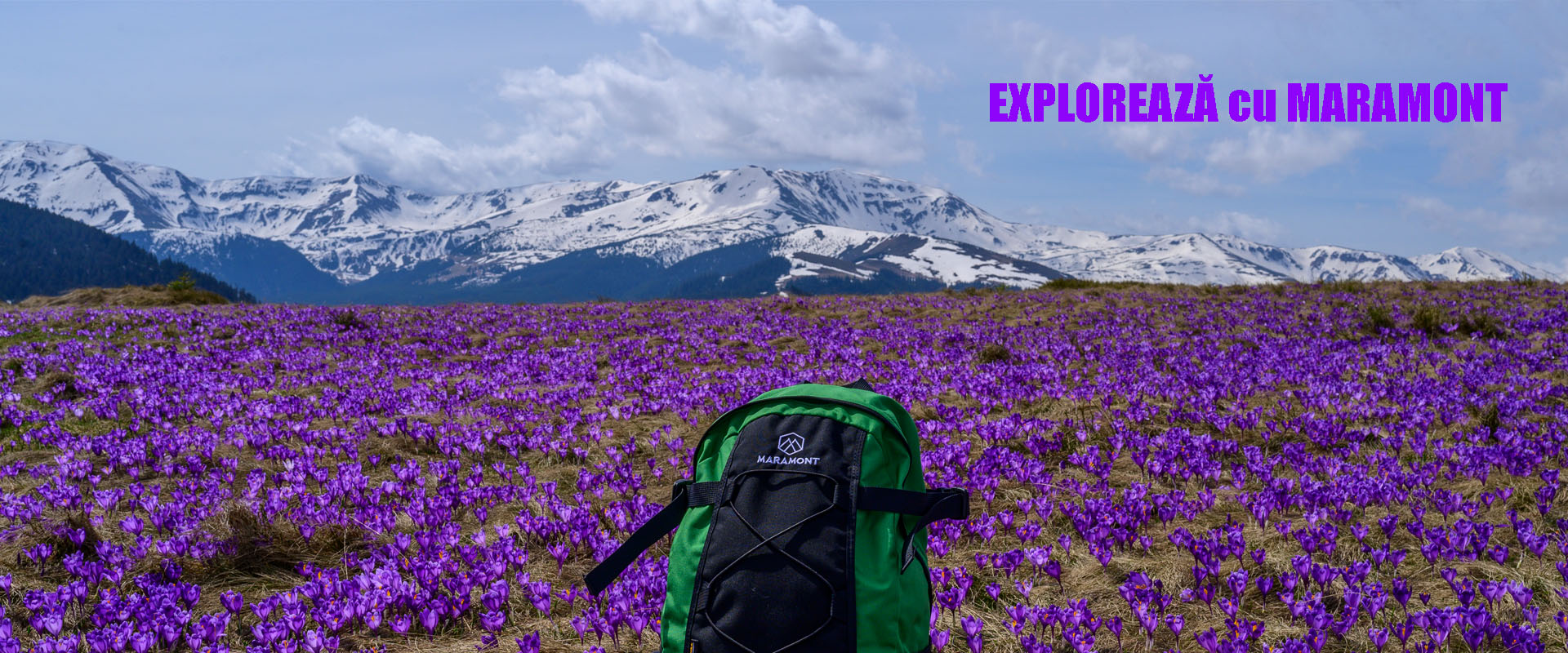 Banner Maramont