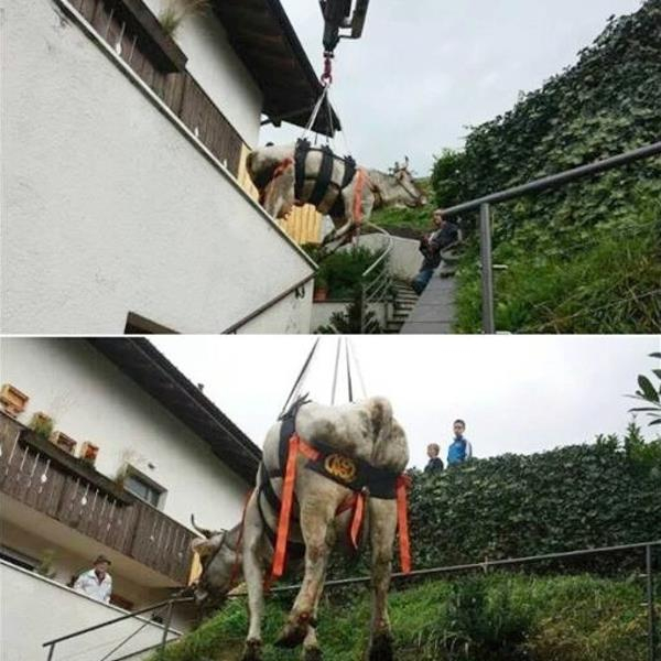 Ham Kong Waka Pentru Bovine [2]
