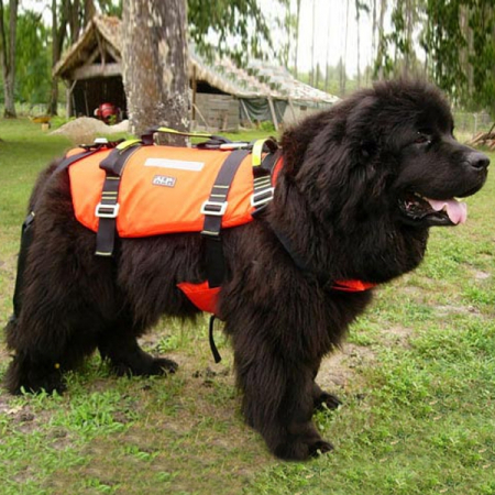 Ham Salvare Caine Alp Design Turtle [2]