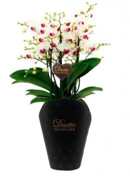 Phalaepopsis Duetto [1]