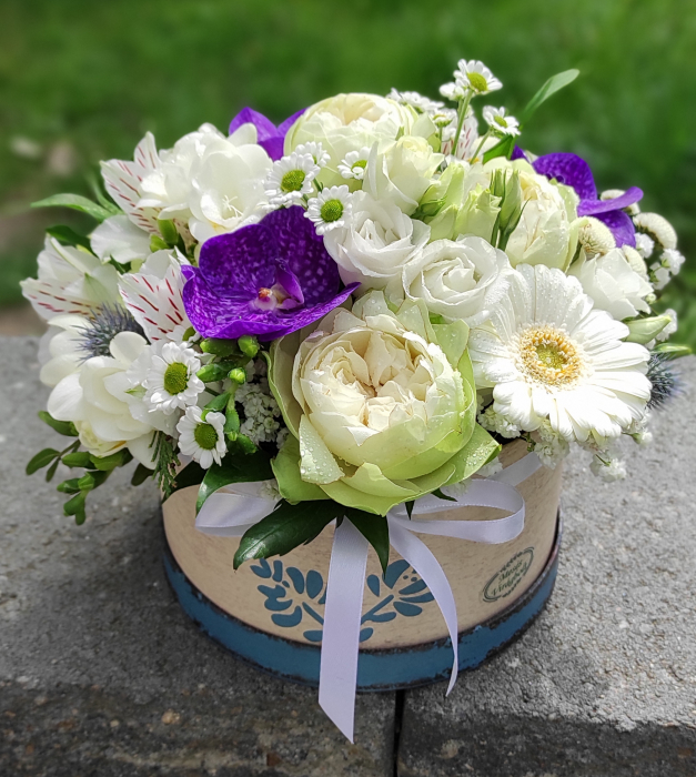 Vanda [1]