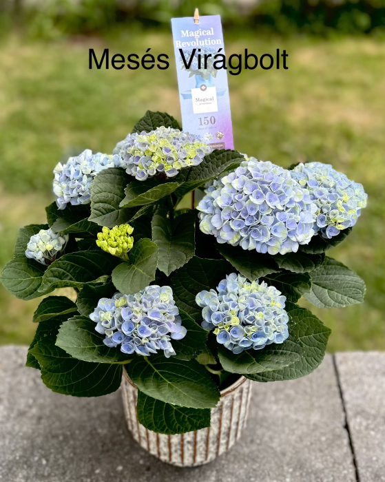 Hydrangea macrophylla + Kaspó [2]